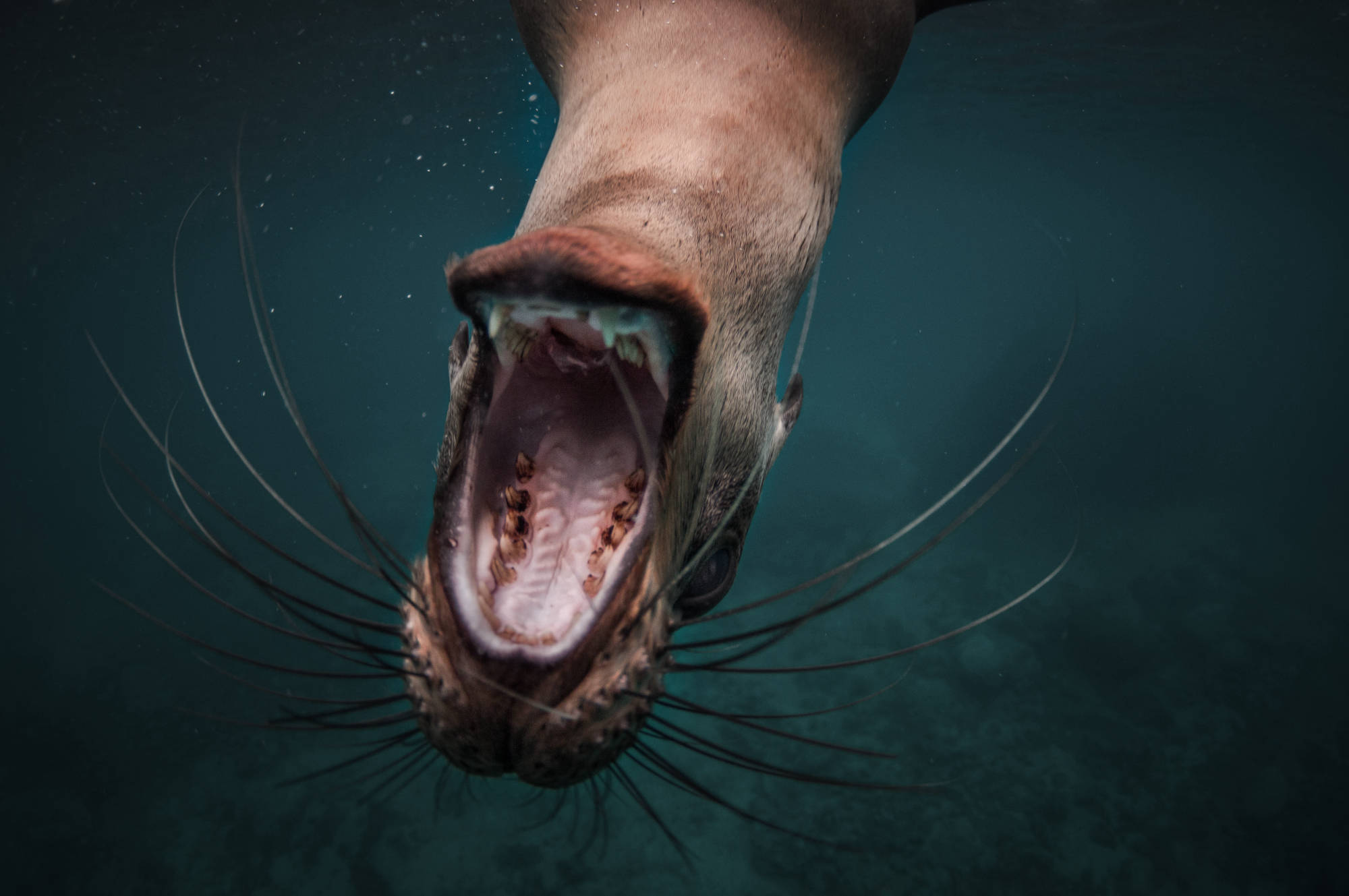 ÎLES GALAPAGOS / LION DE MER