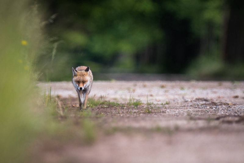 FRANCE / RENARD