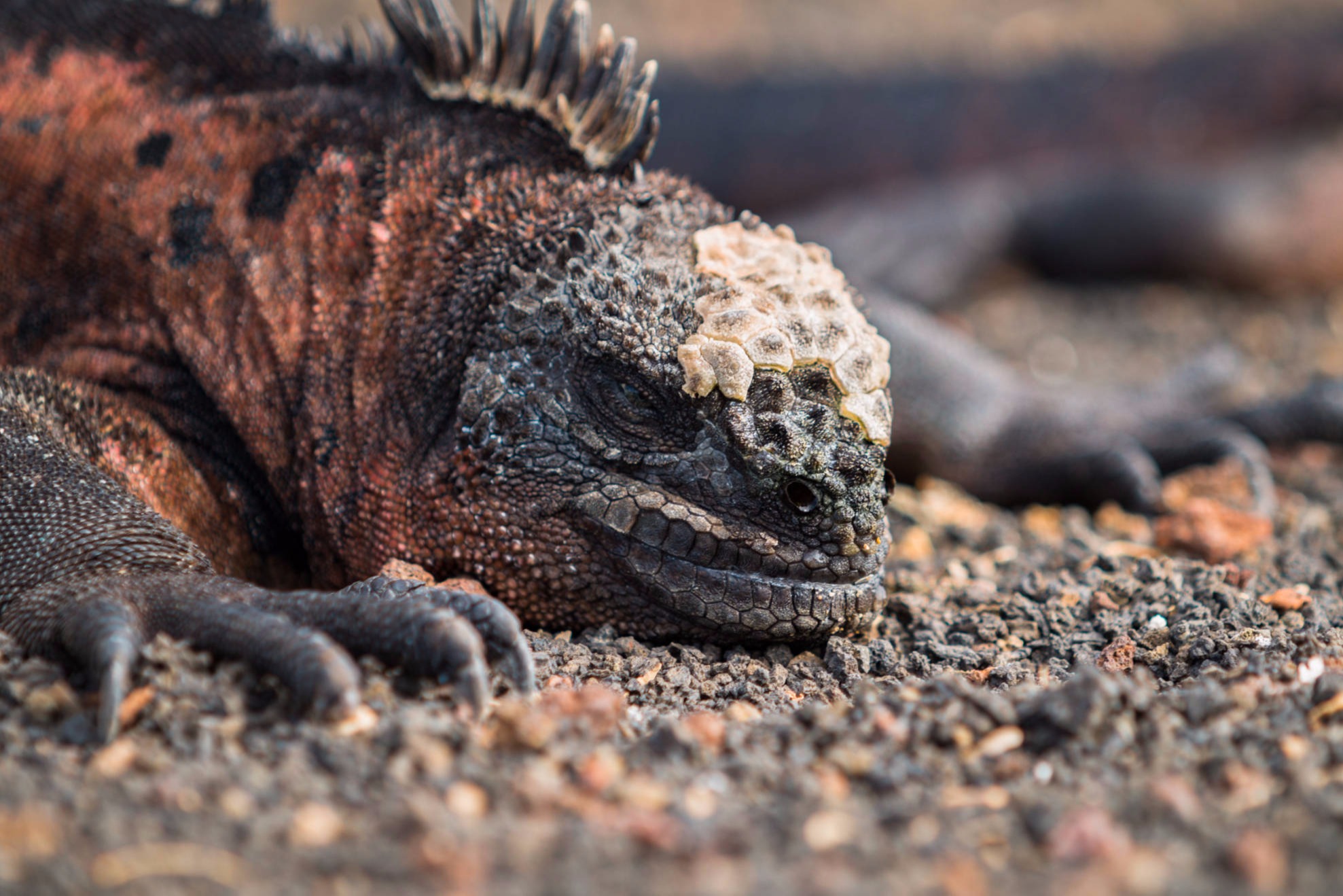 ÎLES GALAPAGOS / IGUANE