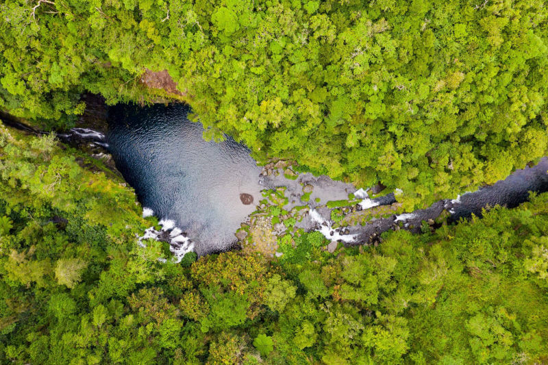 ÎLE DE LA RÉUNION / FORÊT