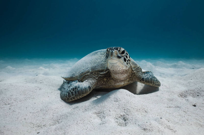 INDONÉSIE / TORTUE