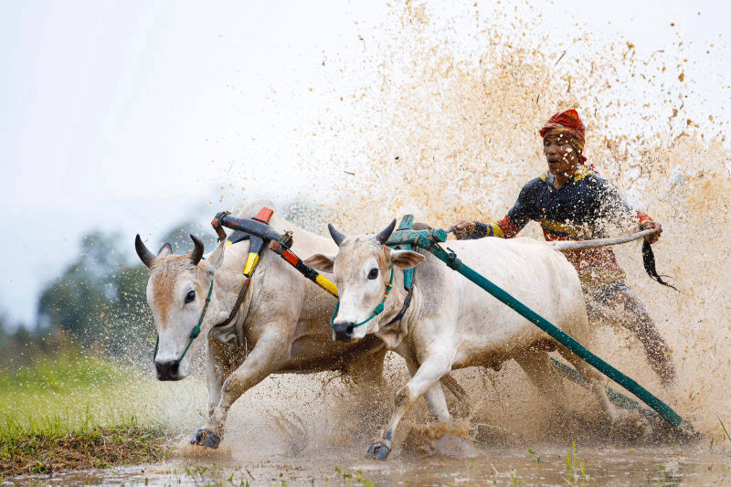 INDONÉSIE / SUMATRA / COURSE DE TAUREAUX