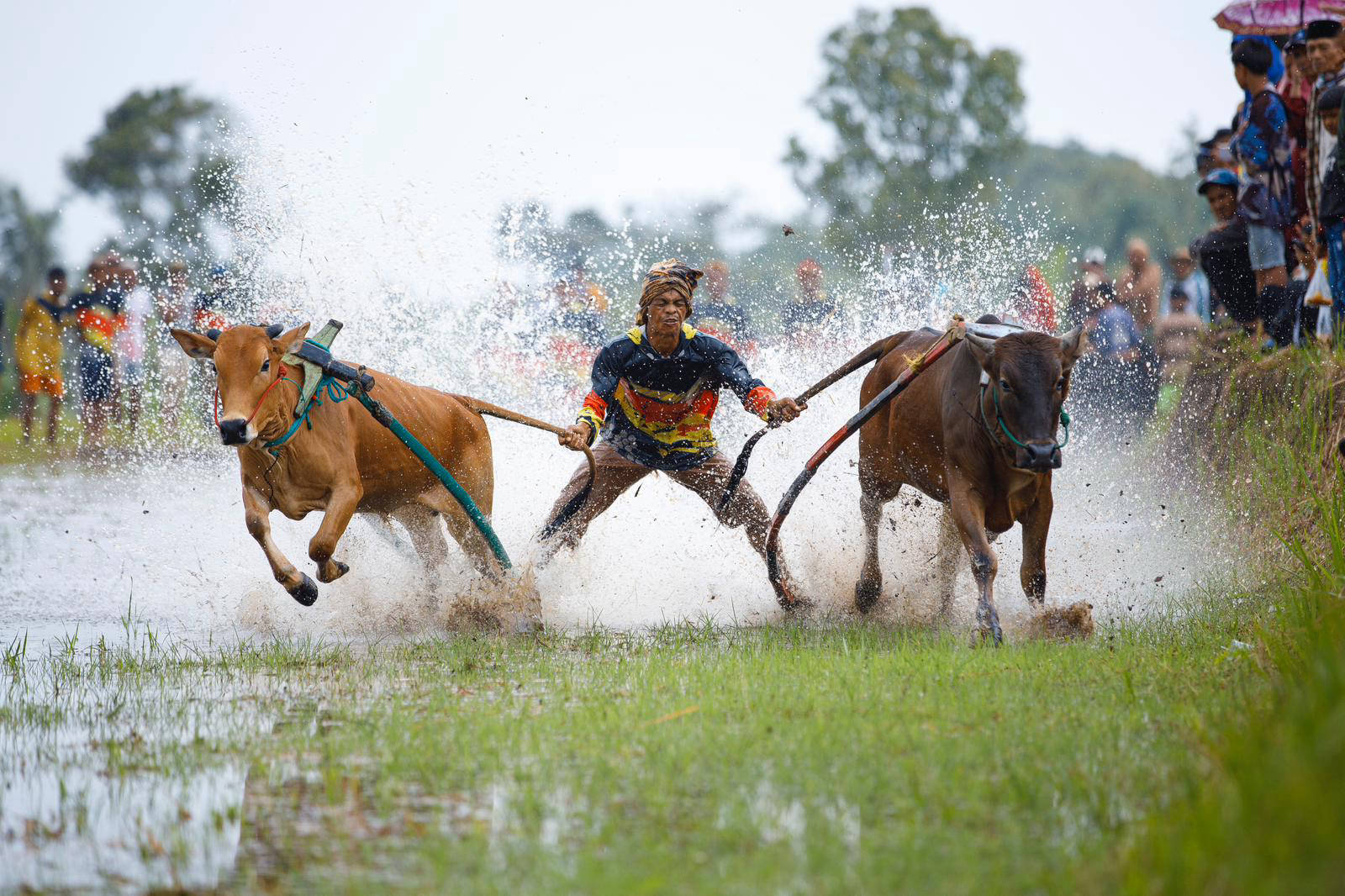 INDONÉSIE / SUMATRA / COURSE DE TAUREAUX