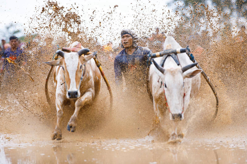 INDONÉSIE / SUMATRA / COURSE DE TAUREAUX