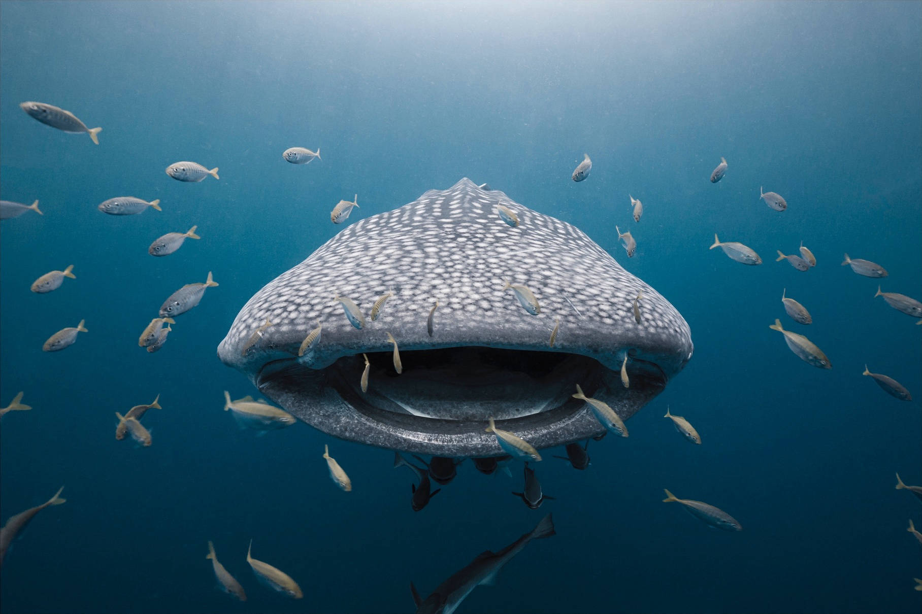 INDONÉSIE / REQUIN BALEINE