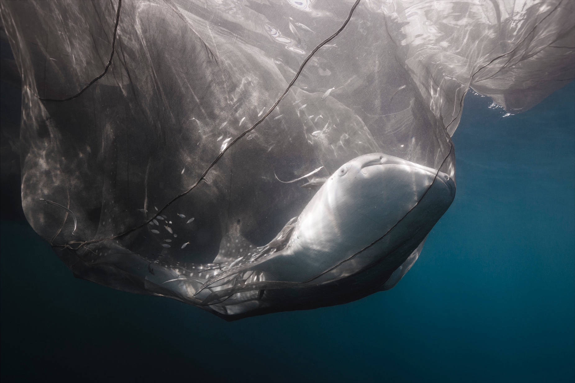 INDONÉSIE / REQUIN BALEINE FILET