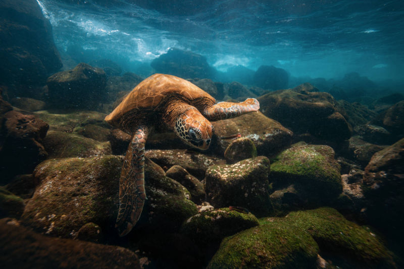 ÎLES GALAPAGOS / TORTUE