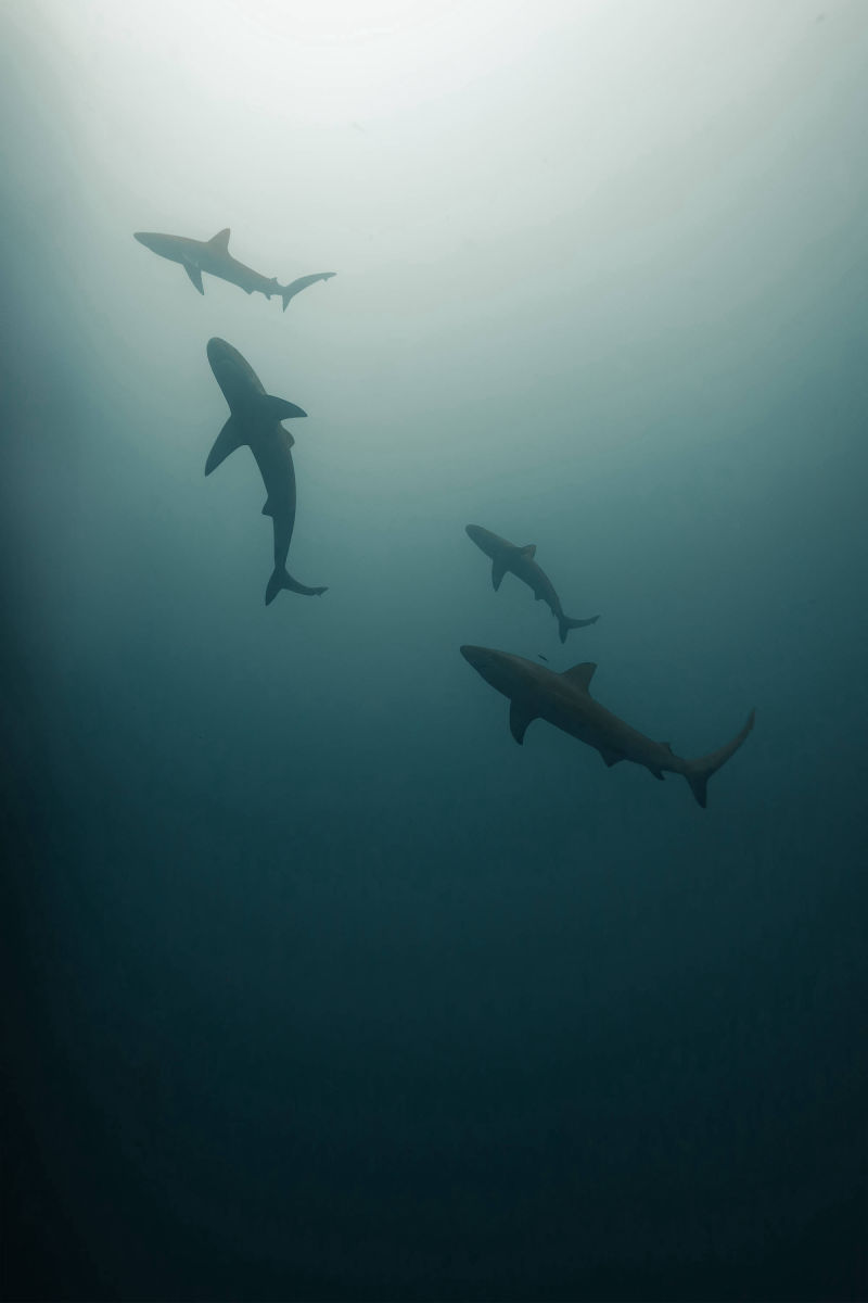 ÎLES GALAPAGOS / REQUIN